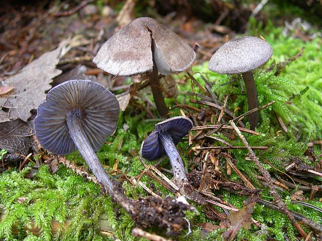 I  Funghi della collina pianeggiante